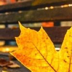 泪成河，唤母归 第61-80集完结(大结局)